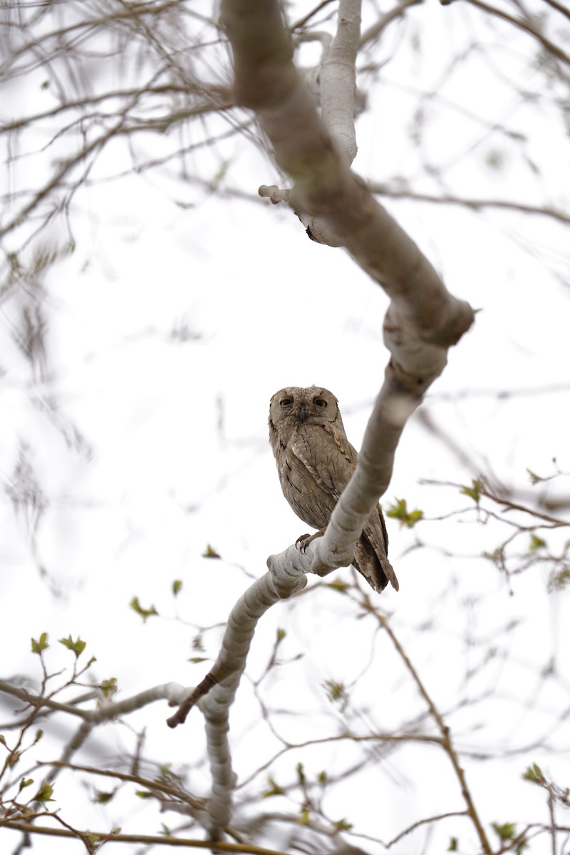 Pallid Scops-Owl - Chamba Phuntsog