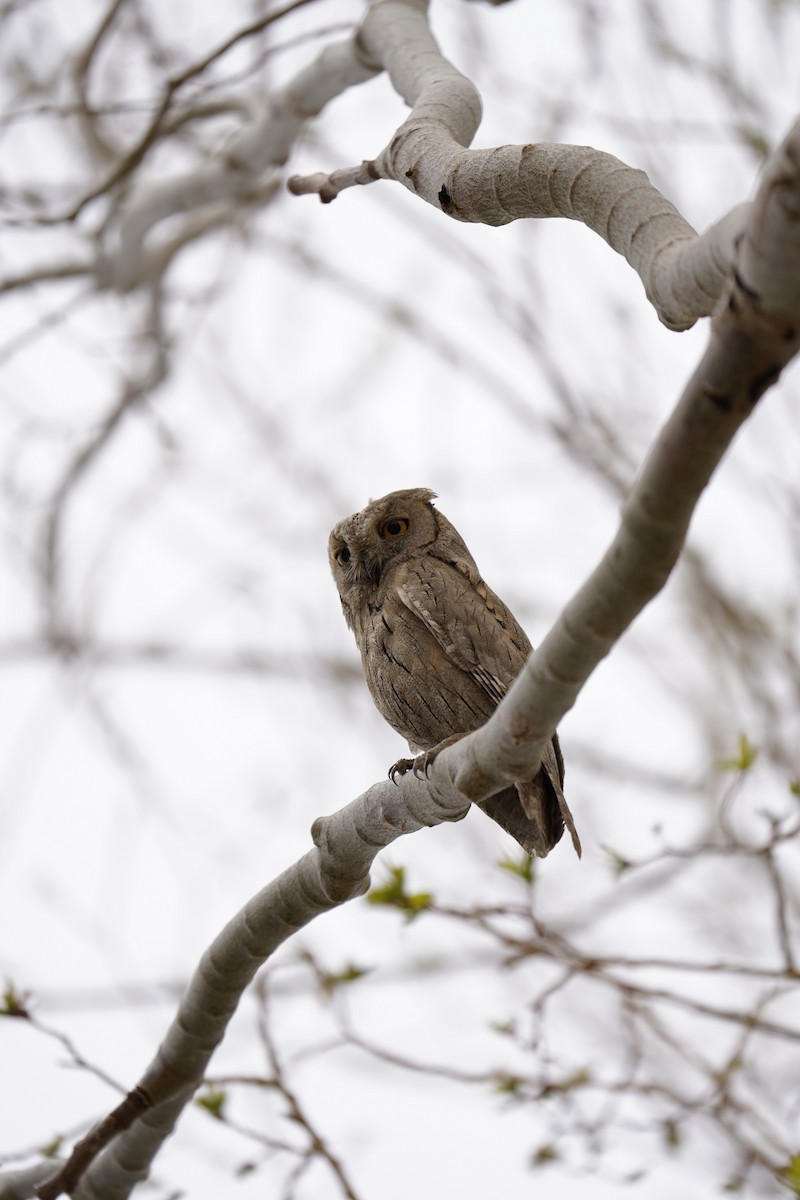 Pallid Scops-Owl - Chamba Phuntsog