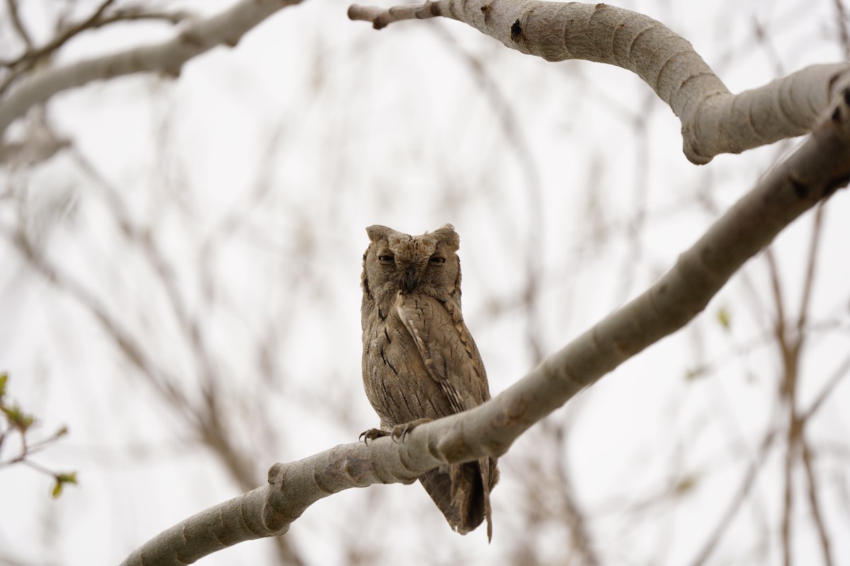 Pallid Scops-Owl - Chamba Phuntsog