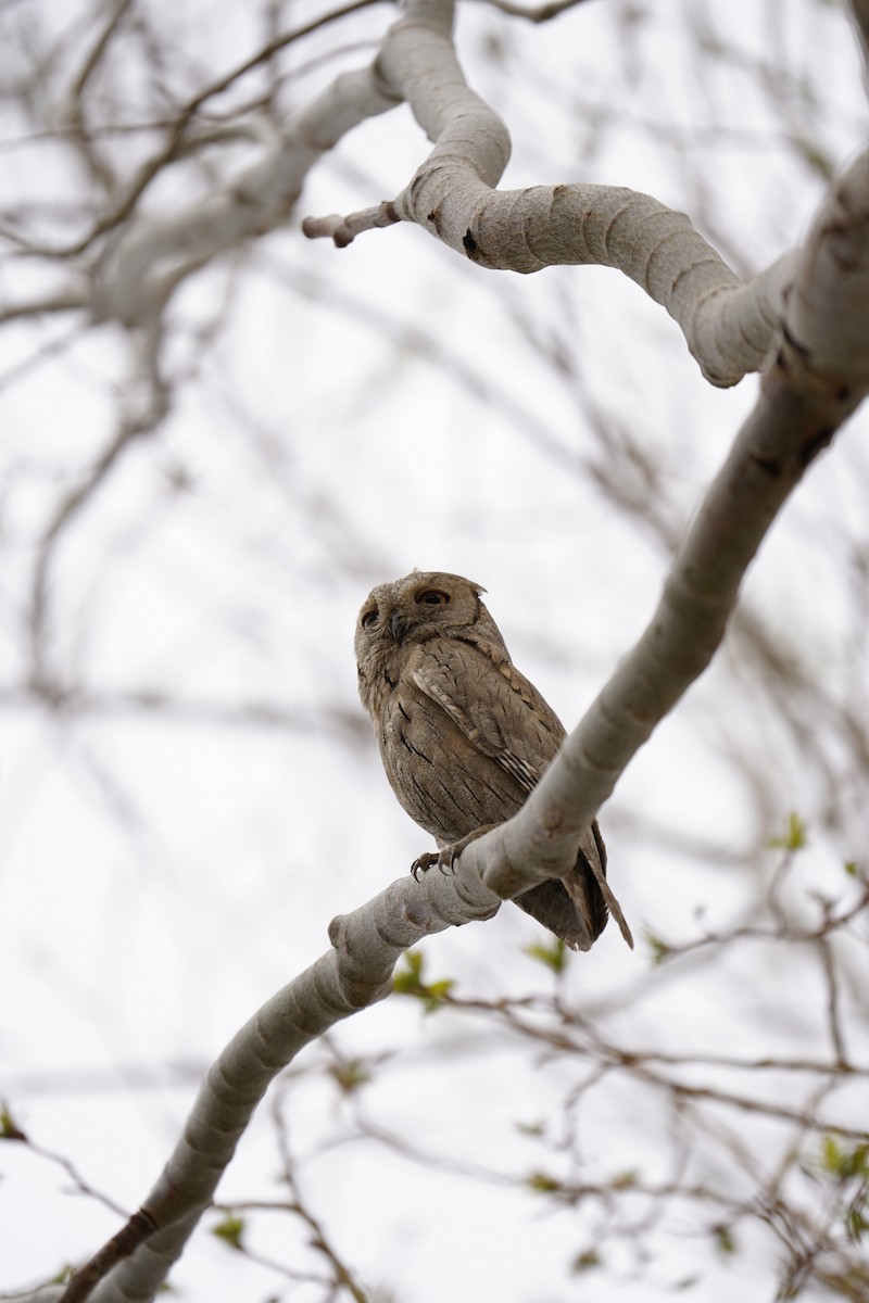 Pallid Scops-Owl - Chamba Phuntsog