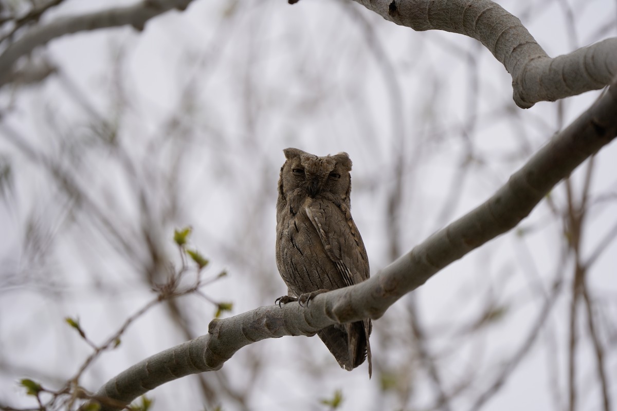 Pallid Scops-Owl - ML618769352