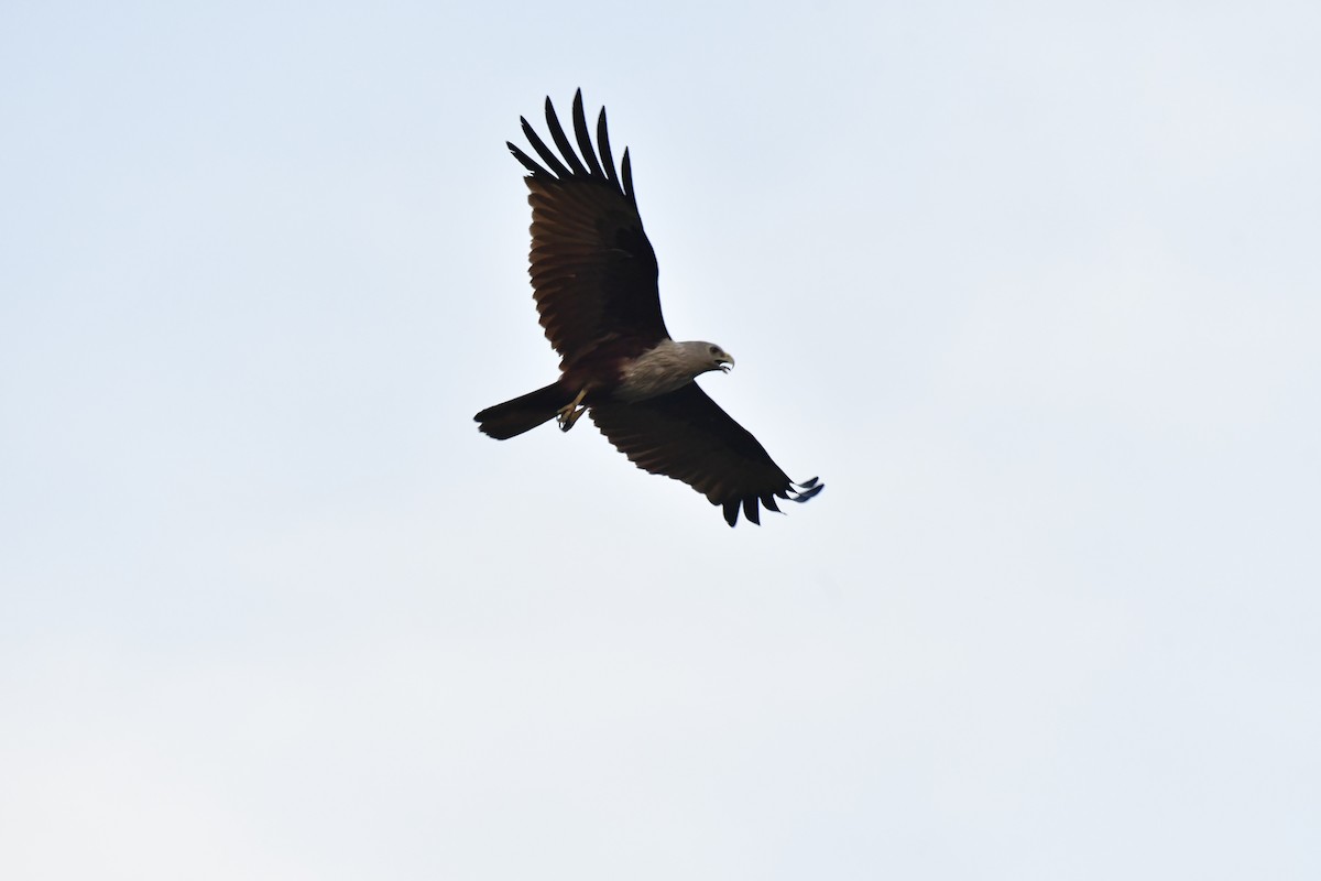 Brahminy Kite - ML618769360