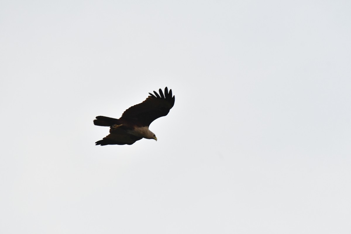 Brahminy Kite - ML618769361