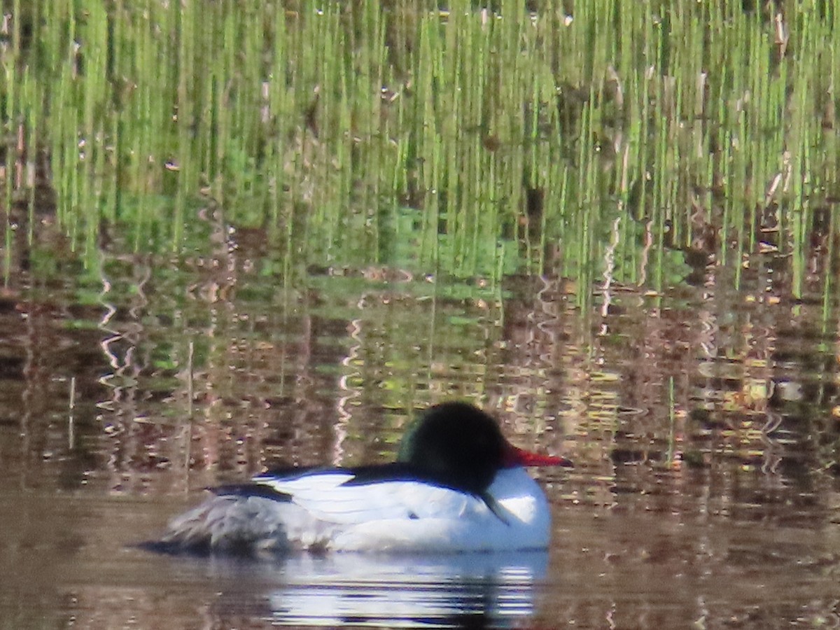 Common Merganser - Sue and Tom Santeusanio