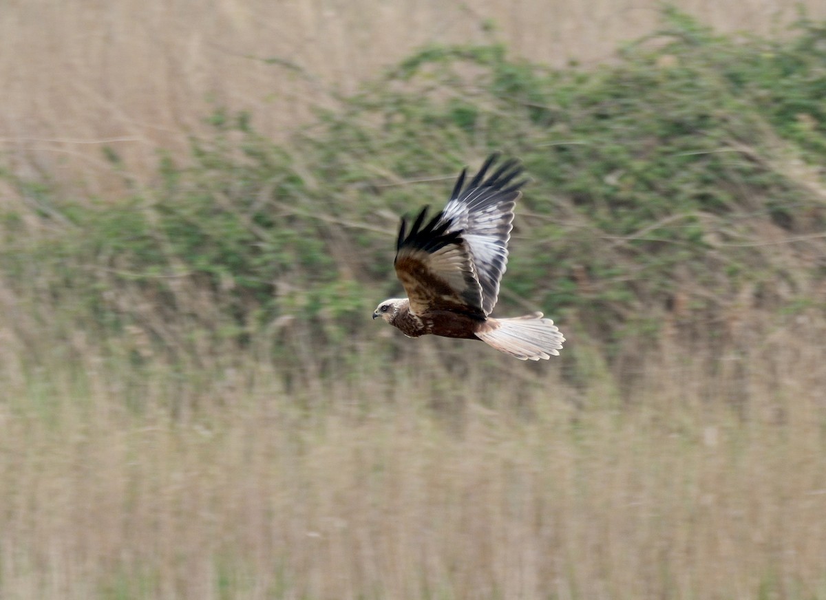 Western Marsh Harrier - ML618769375