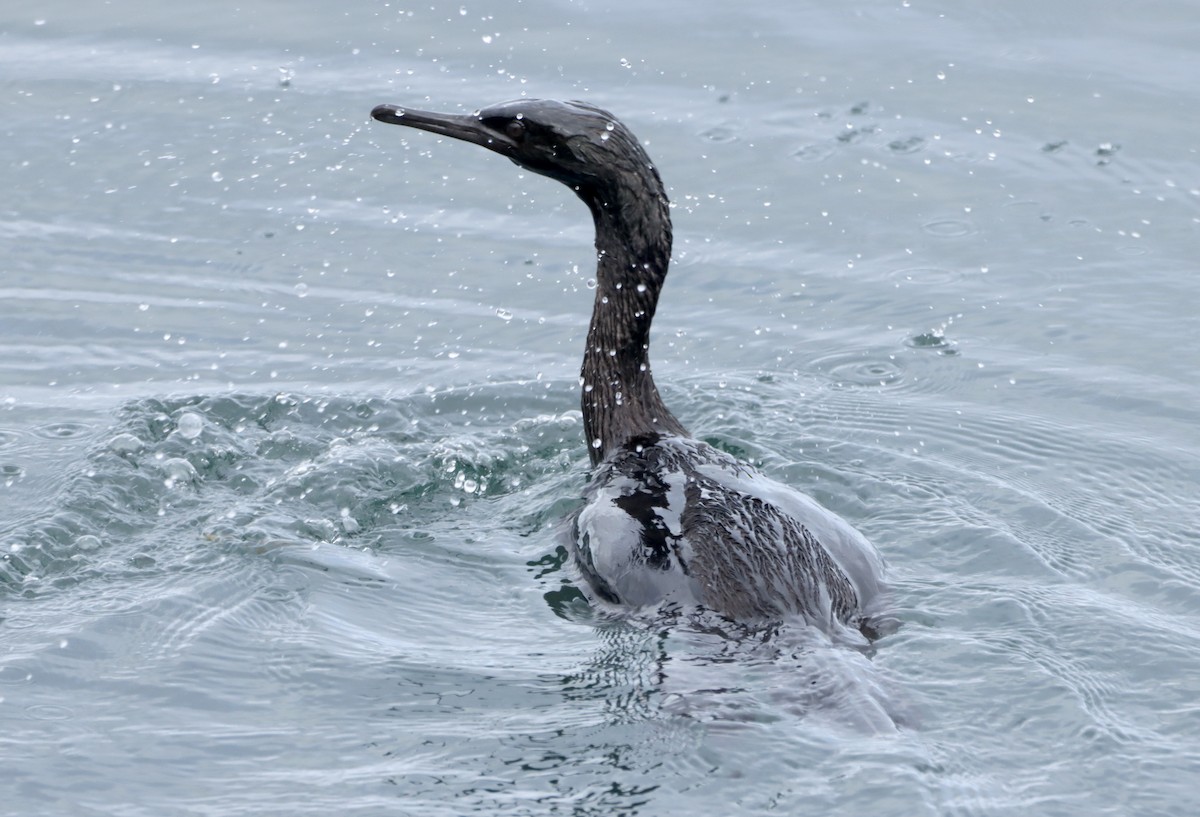 Pelagic Cormorant - ML618769384