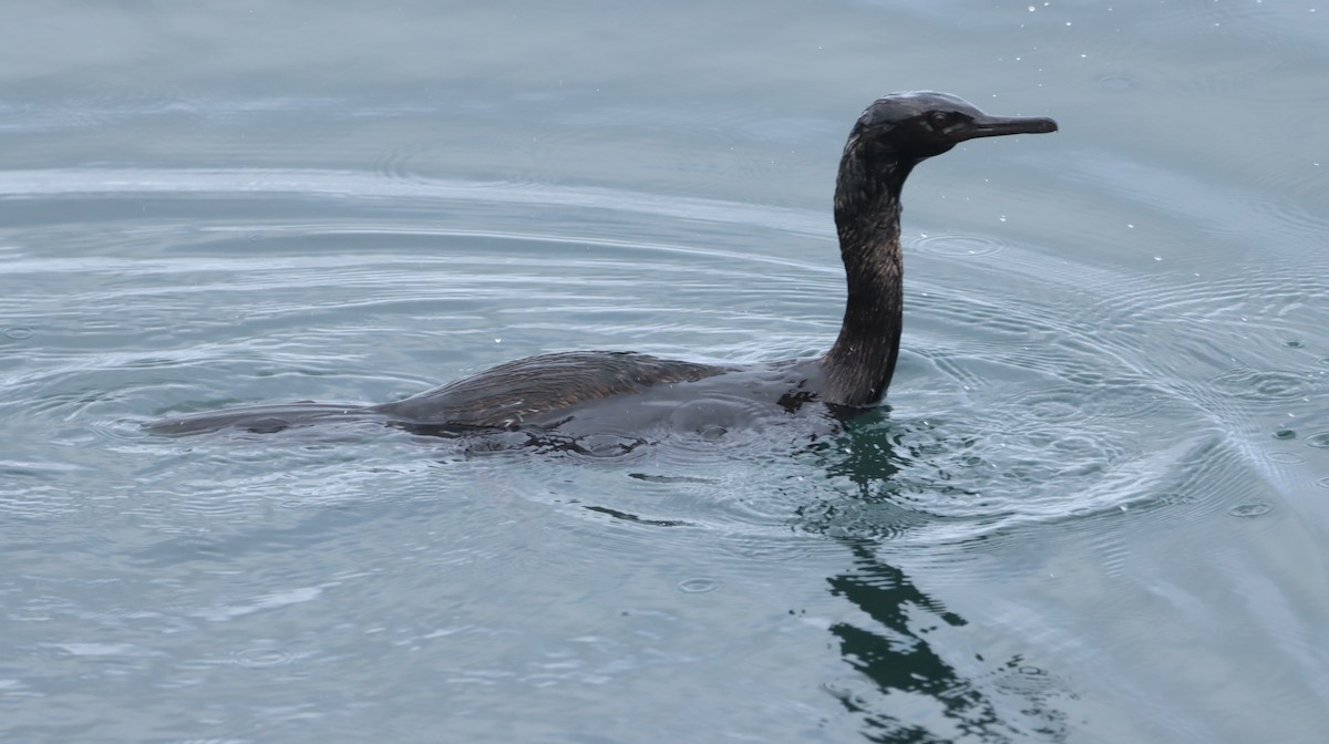 Pelagic Cormorant - ML618769386