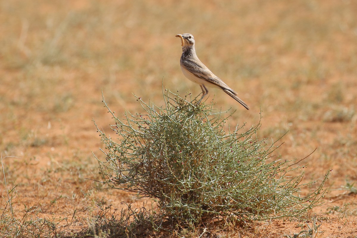 Greater Hoopoe-Lark - Oscar Campbell