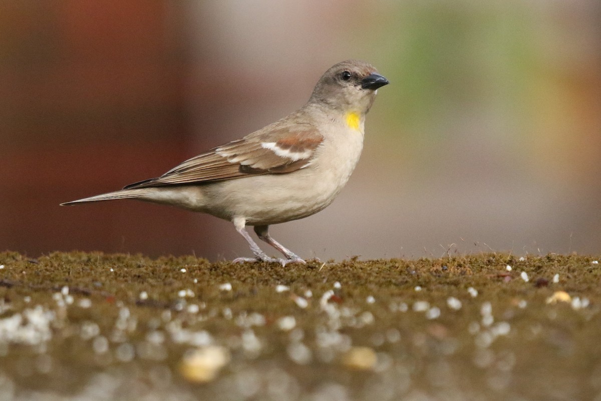 Yellow-throated Sparrow - ML618769399