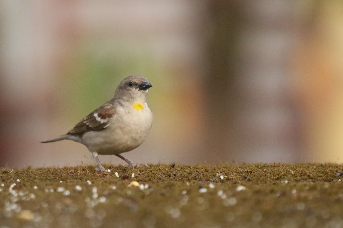 Yellow-throated Sparrow - ML618769403