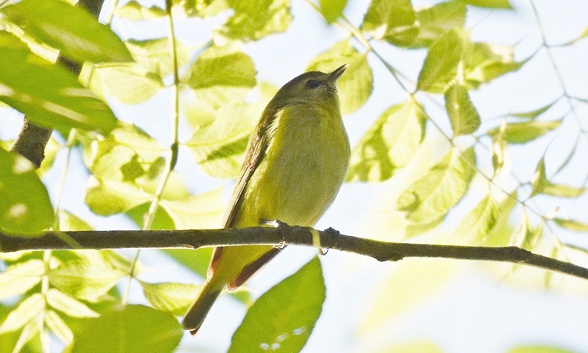 Philadelphia Vireo - Hugh Barger