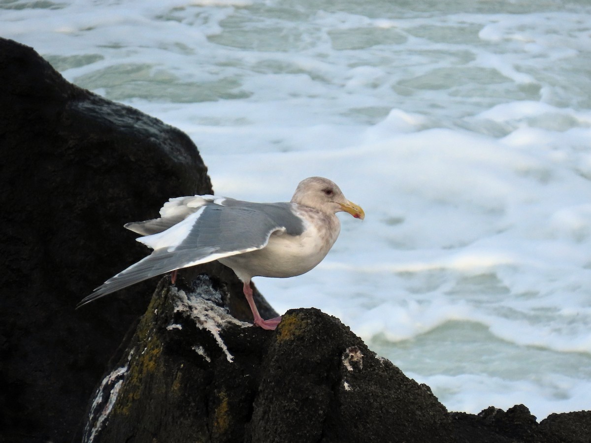 Glaucous-winged Gull - ML618769428