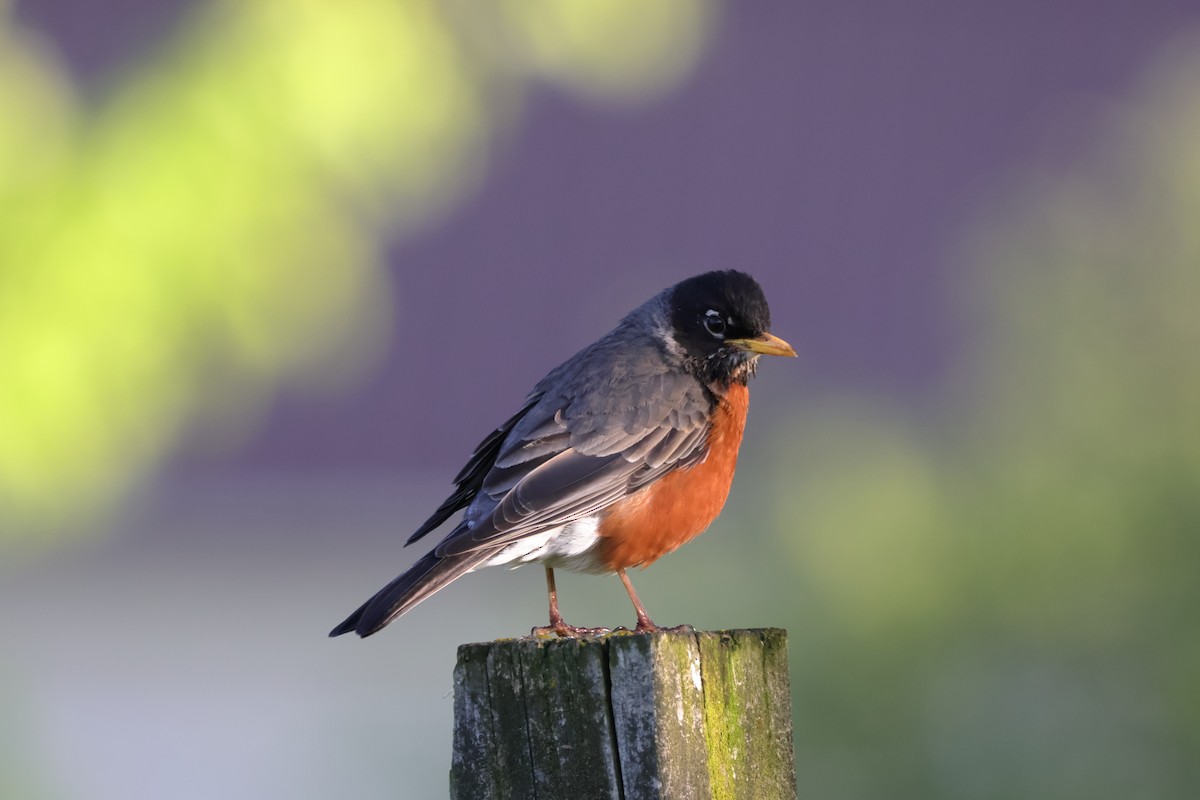 American Robin - ML618769461