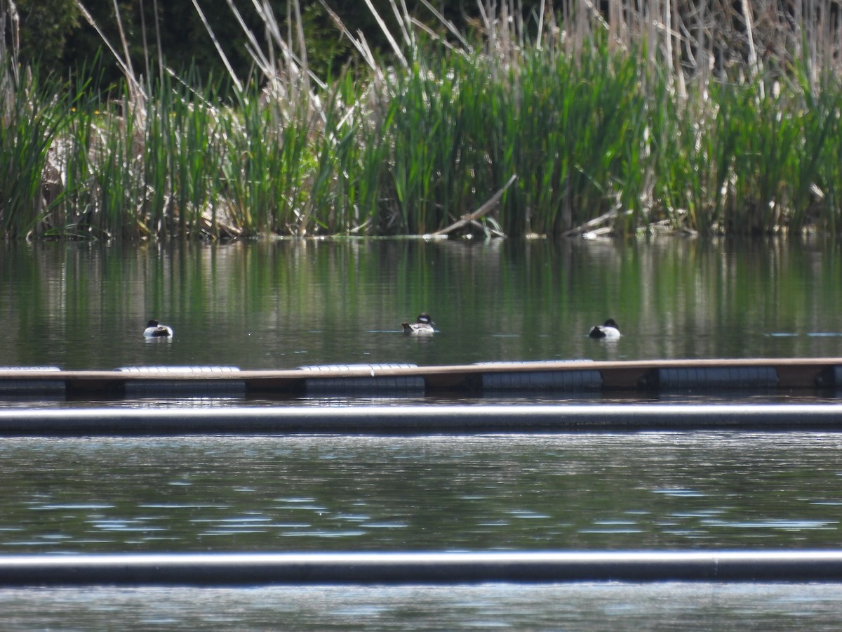 Bufflehead - ML618769463