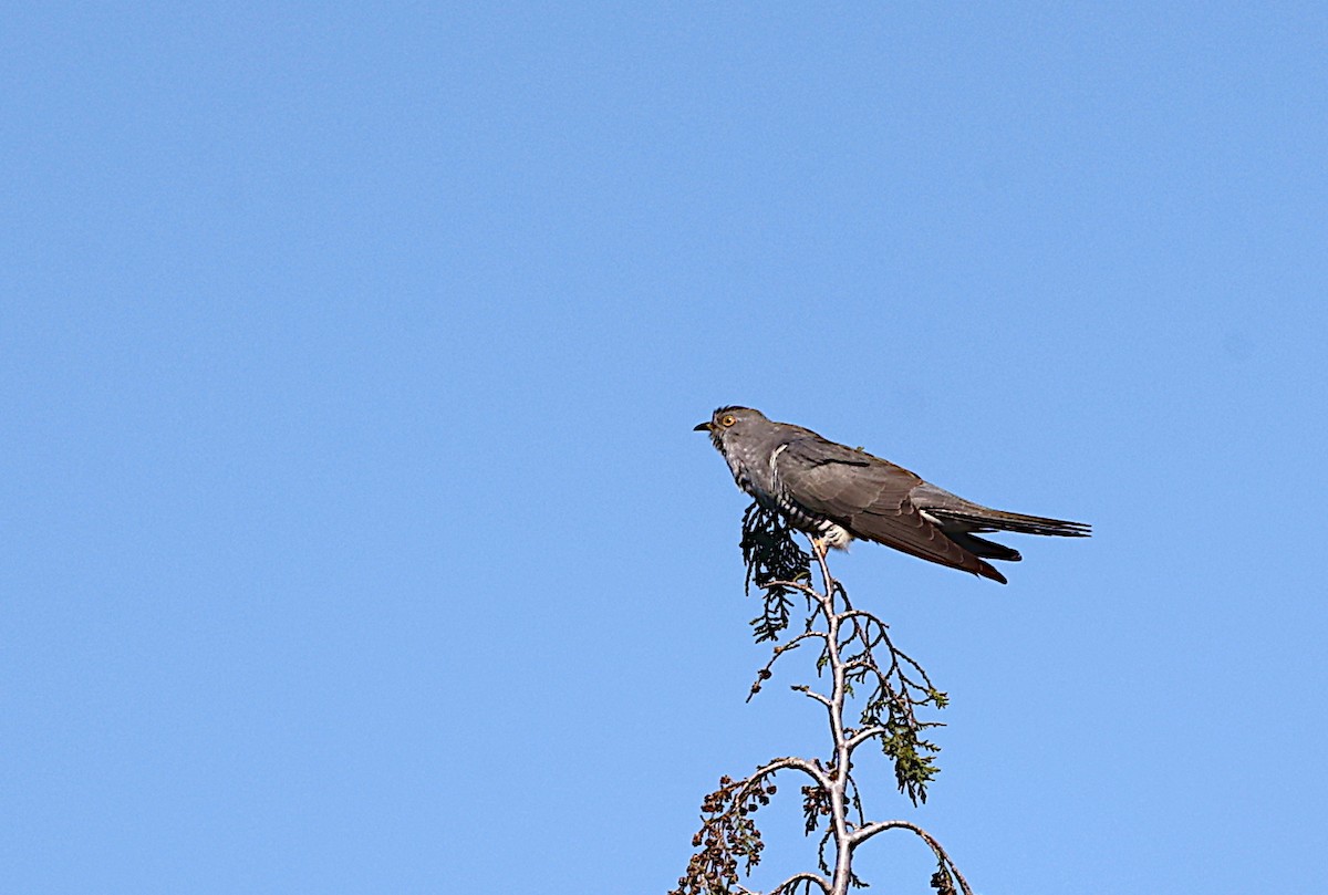 Common Cuckoo - José Gravato