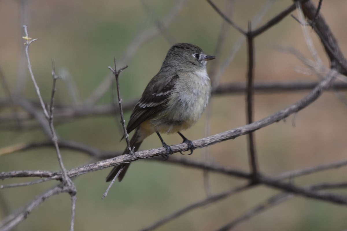 Dusky Flycatcher - John Groves