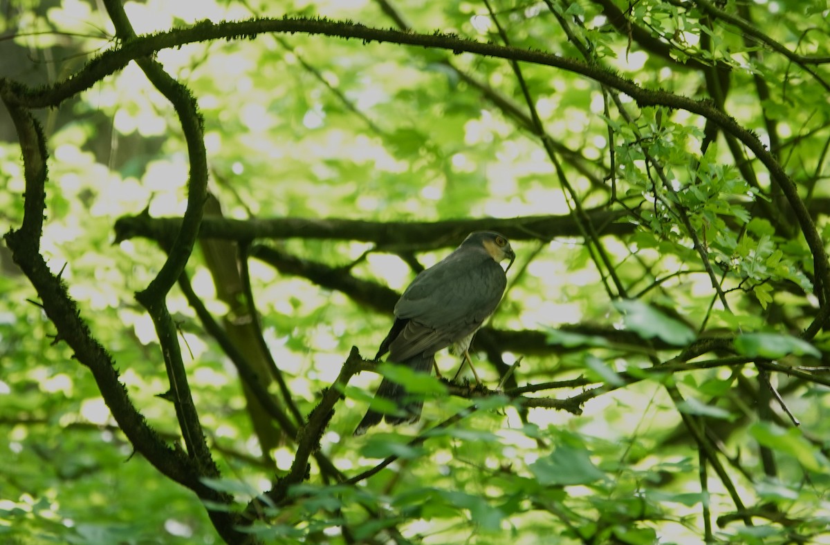 Eurasian Sparrowhawk - Duncan Evered