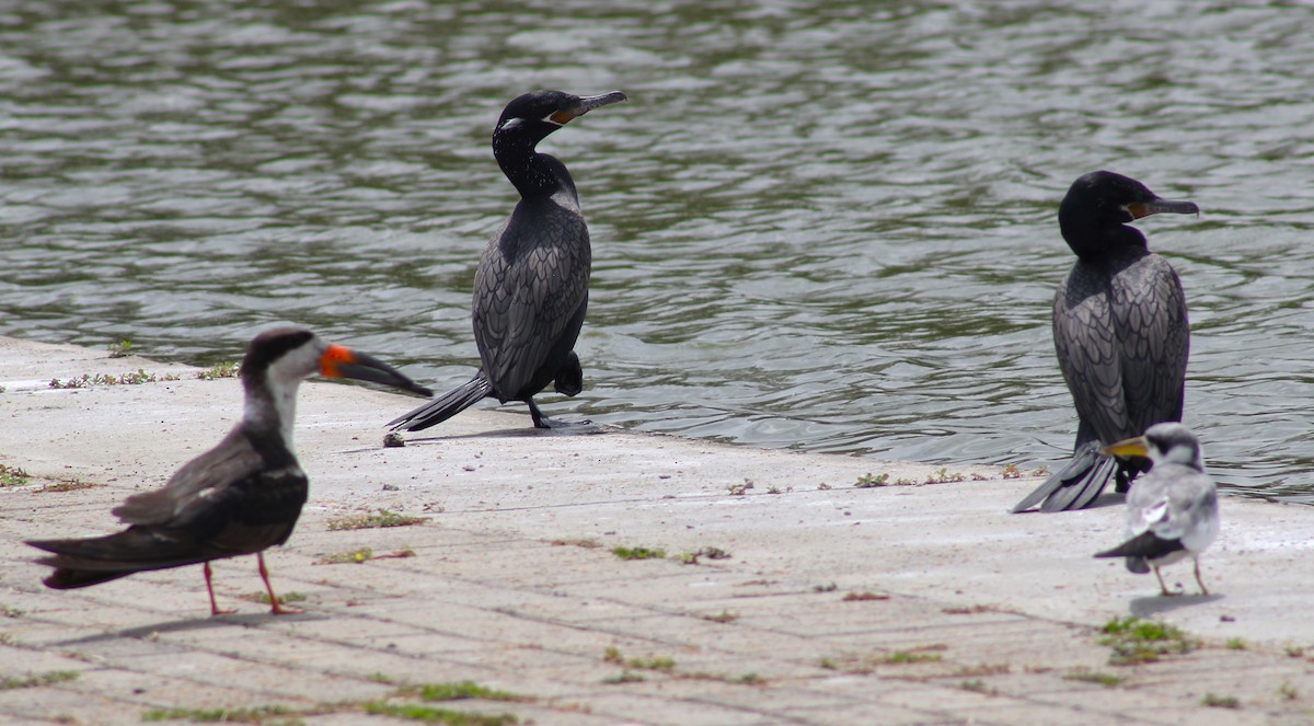 Neotropic Cormorant - T L P L