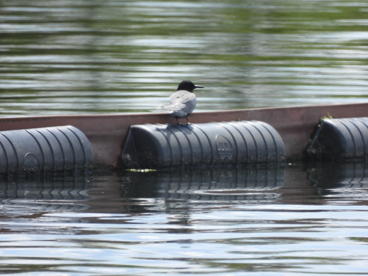 Black Tern - ML618769503