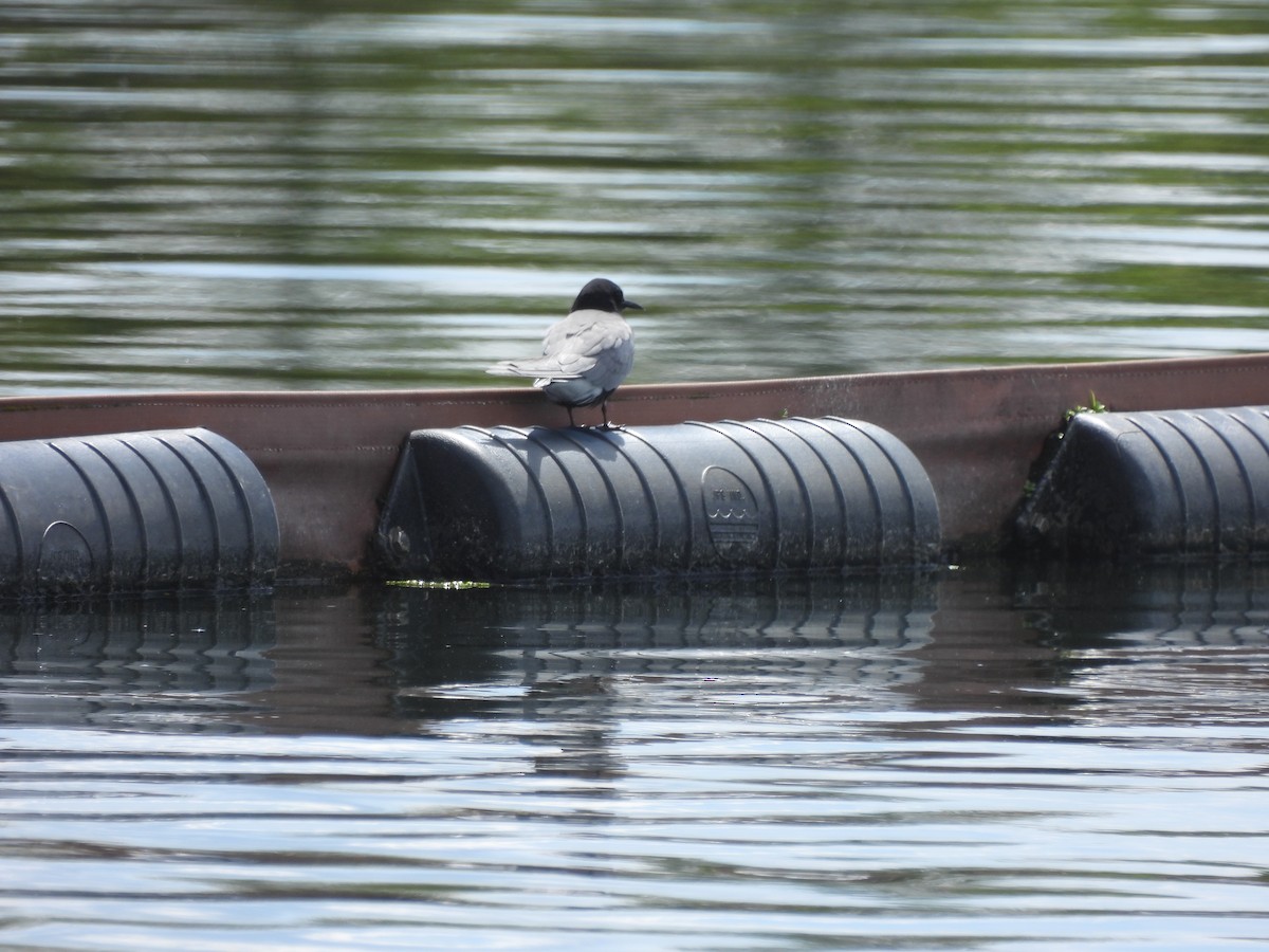 Black Tern - ML618769504