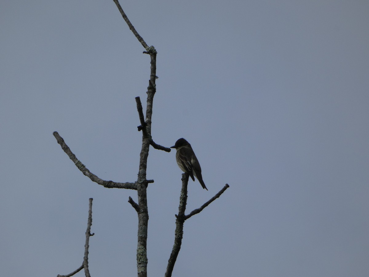 Olive-sided Flycatcher - Peter Wynnyk