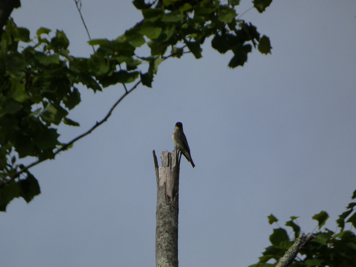 Olive-sided Flycatcher - Peter Wynnyk