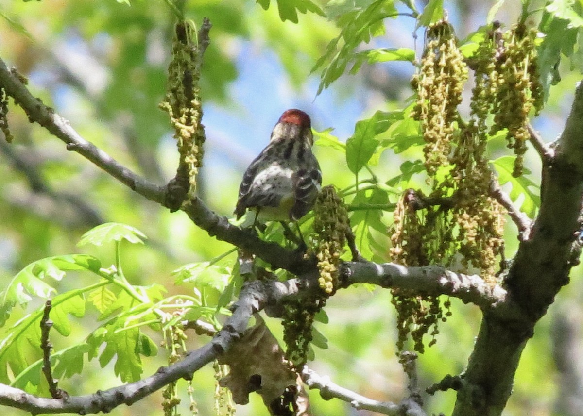 Bay-breasted Warbler - ML618769555