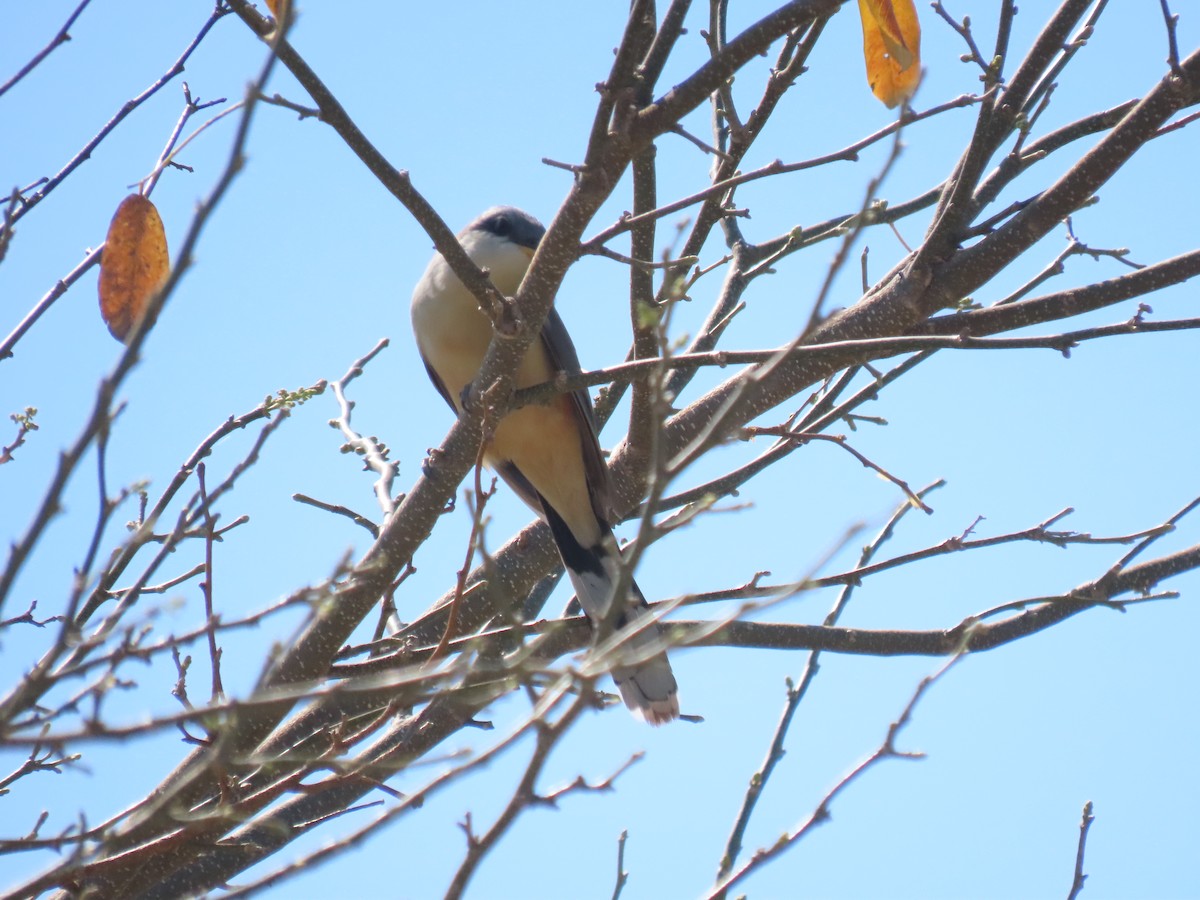 Mangrove Cuckoo - ML618769557