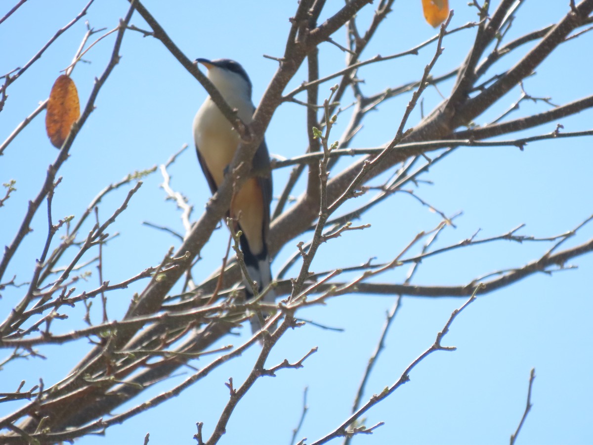 Mangrove Cuckoo - ML618769559