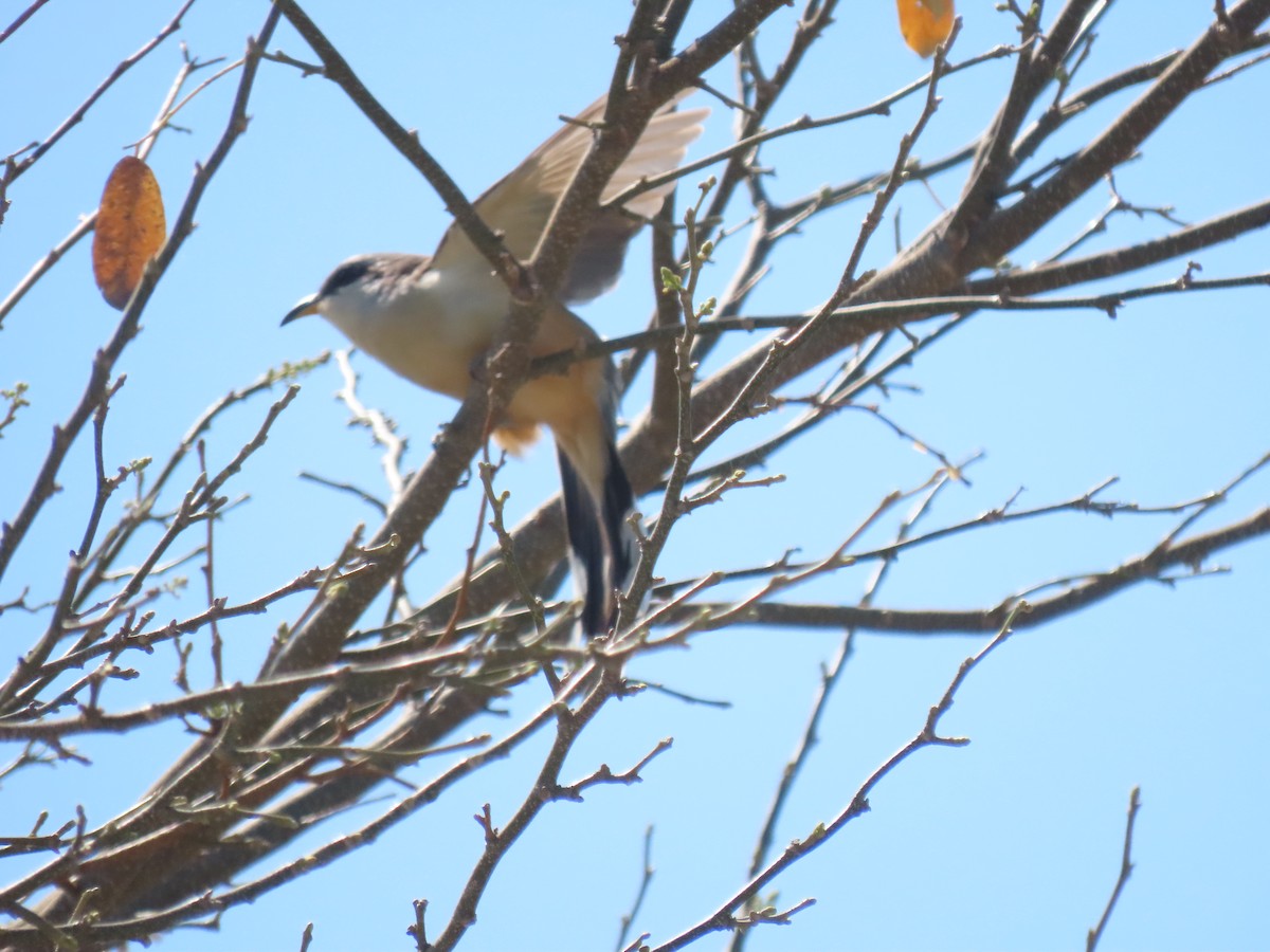 Mangrove Cuckoo - ML618769562