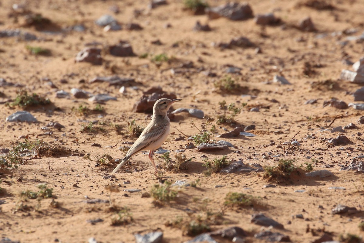 Greater Hoopoe-Lark - Oscar Campbell