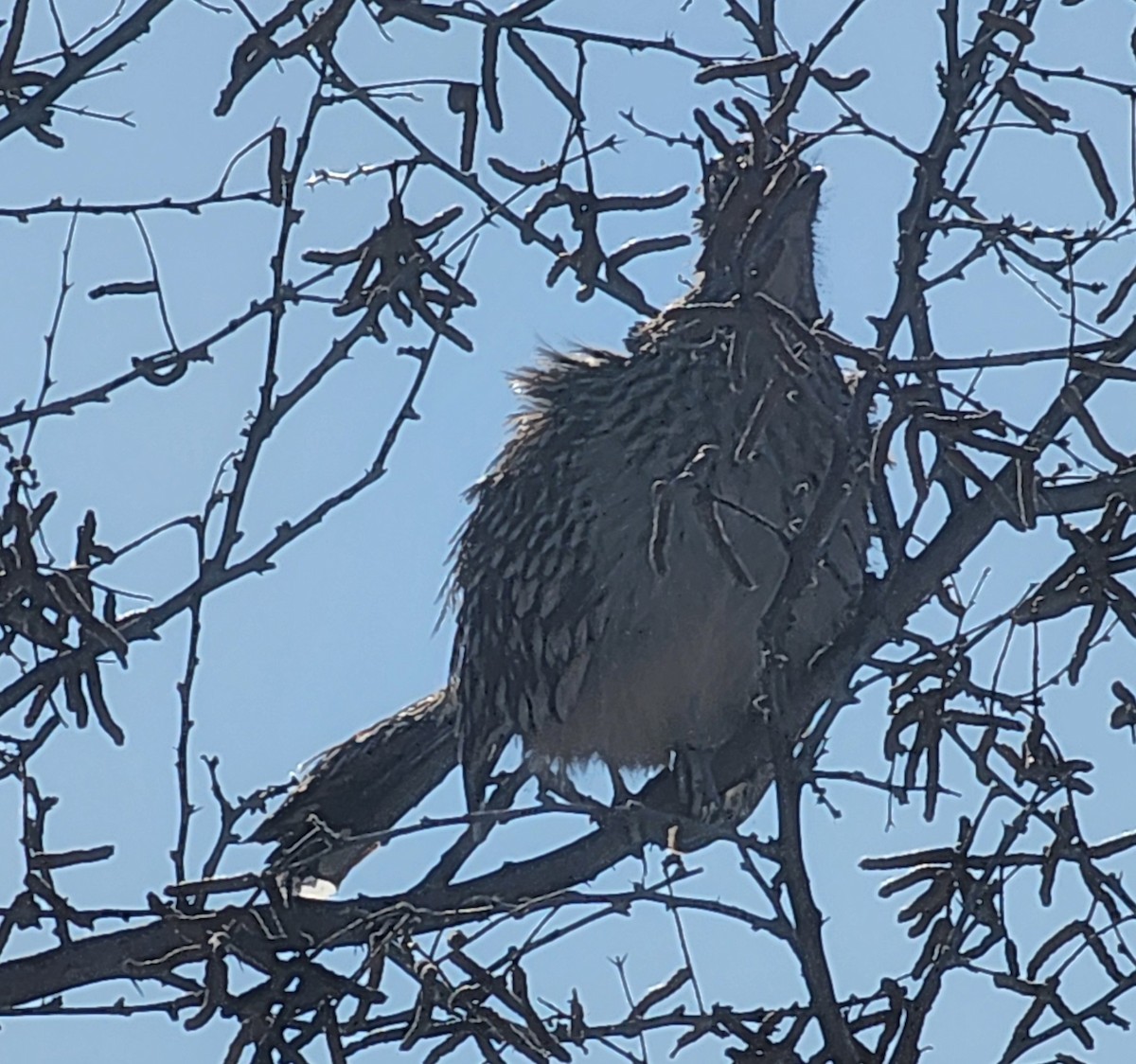 Greater Roadrunner - Nancy Cox