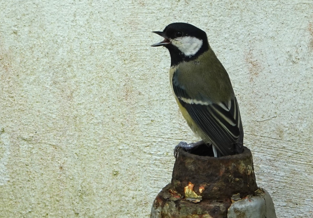 Great Tit - Duncan Evered