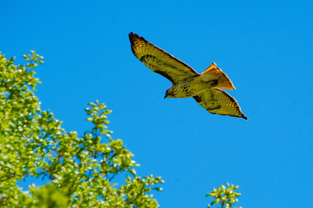 Red-tailed Hawk - ML618769580