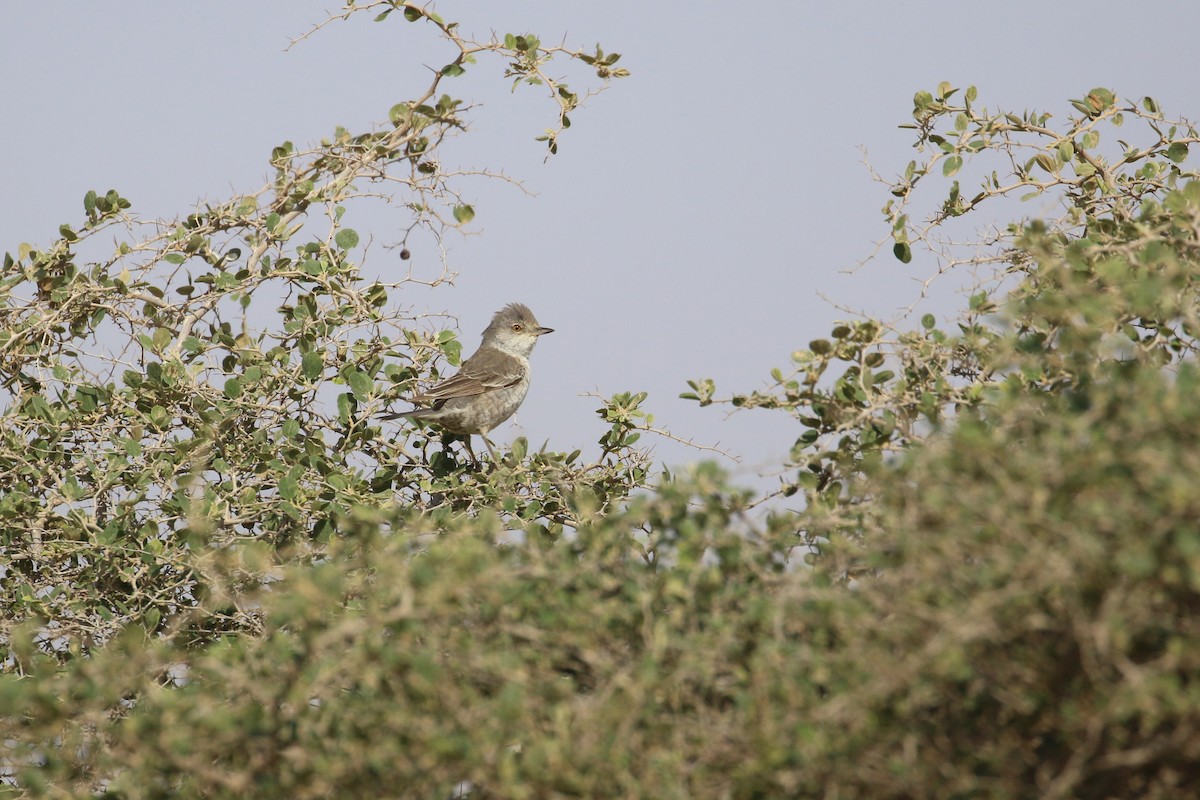 Barred Warbler - Oscar Campbell