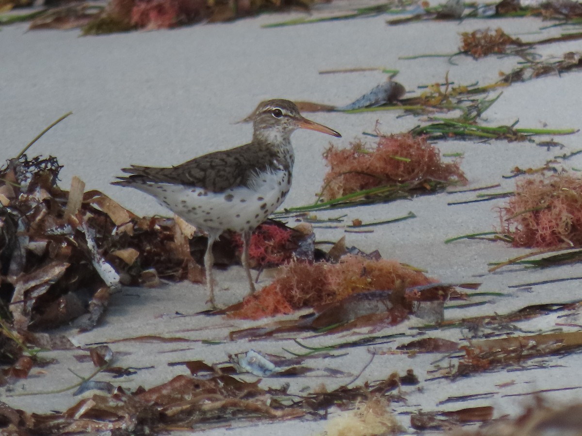 Spotted Sandpiper - ML618769613