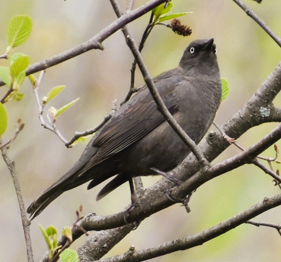 Rusty Blackbird - kaye edmonds