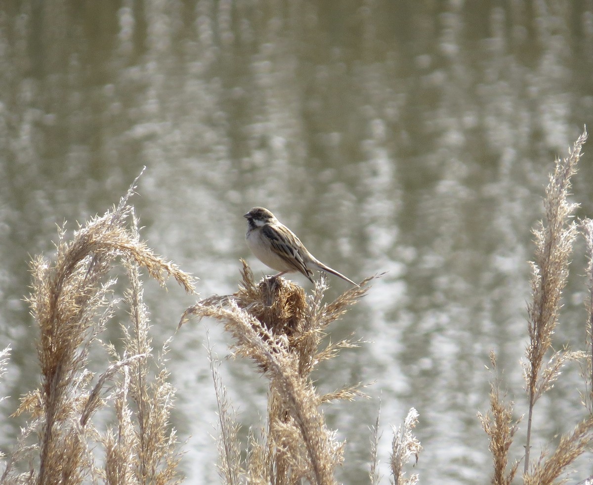 Reed Bunting - Lorenzo Kleine