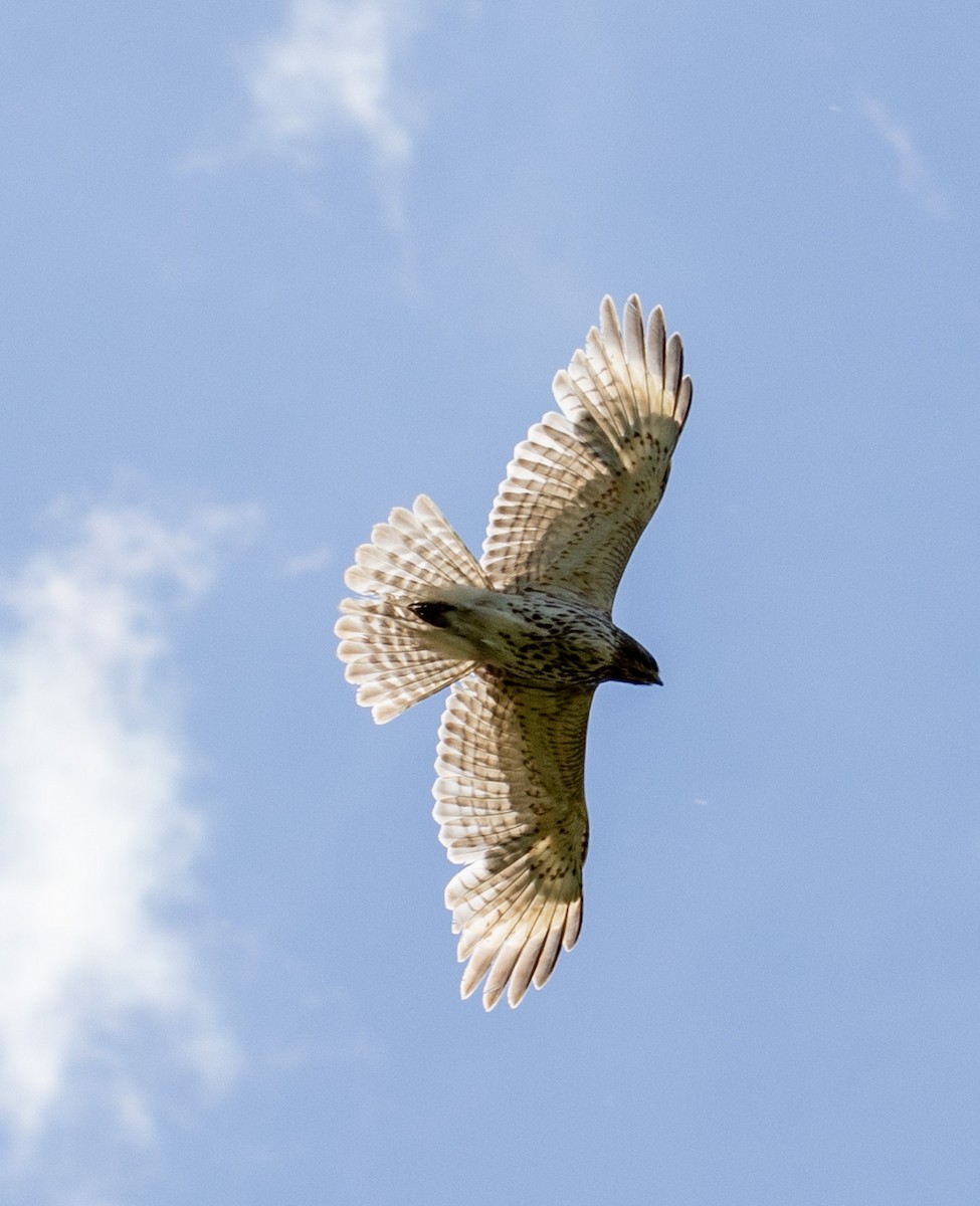 Red-shouldered Hawk - ML618769641