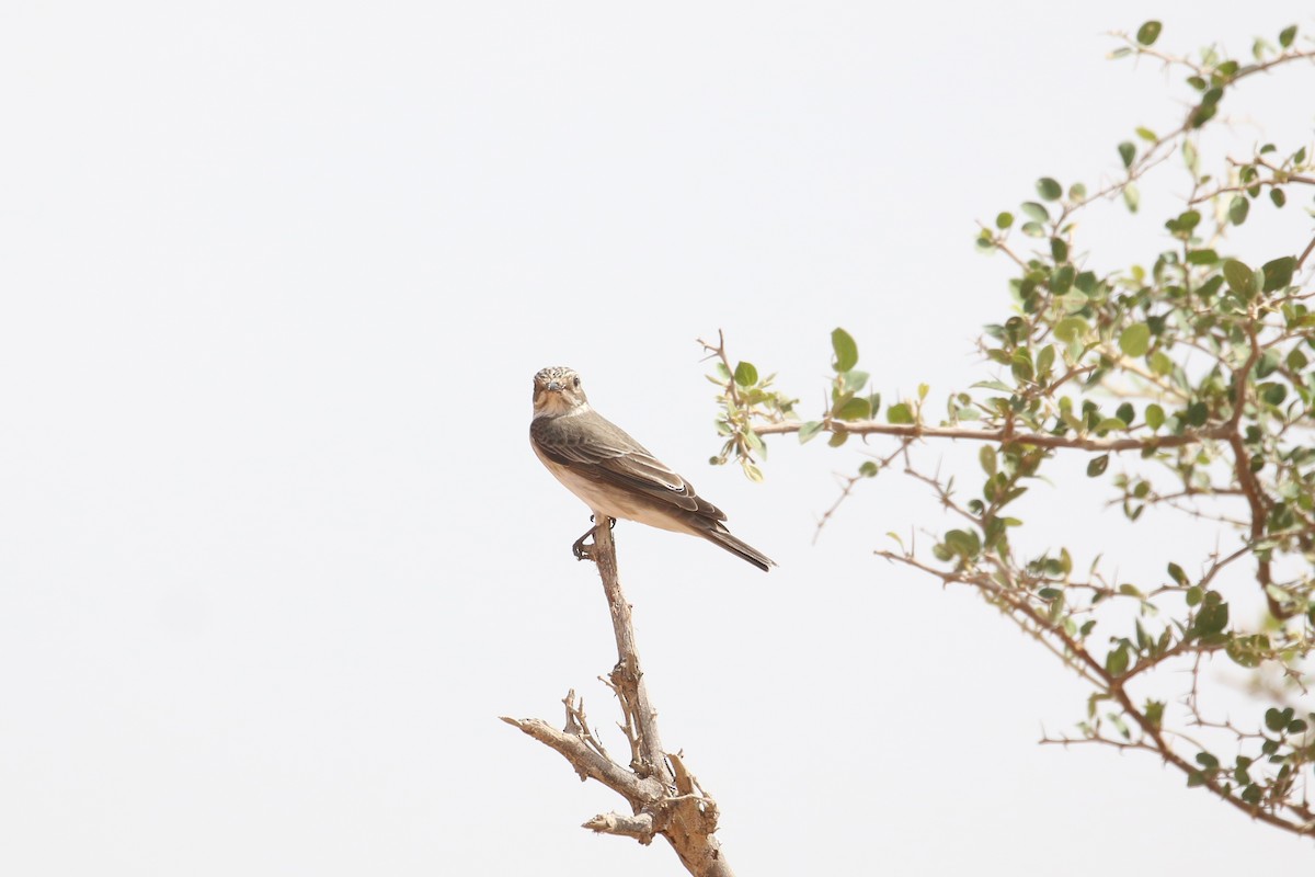 Spotted Flycatcher - ML618769647