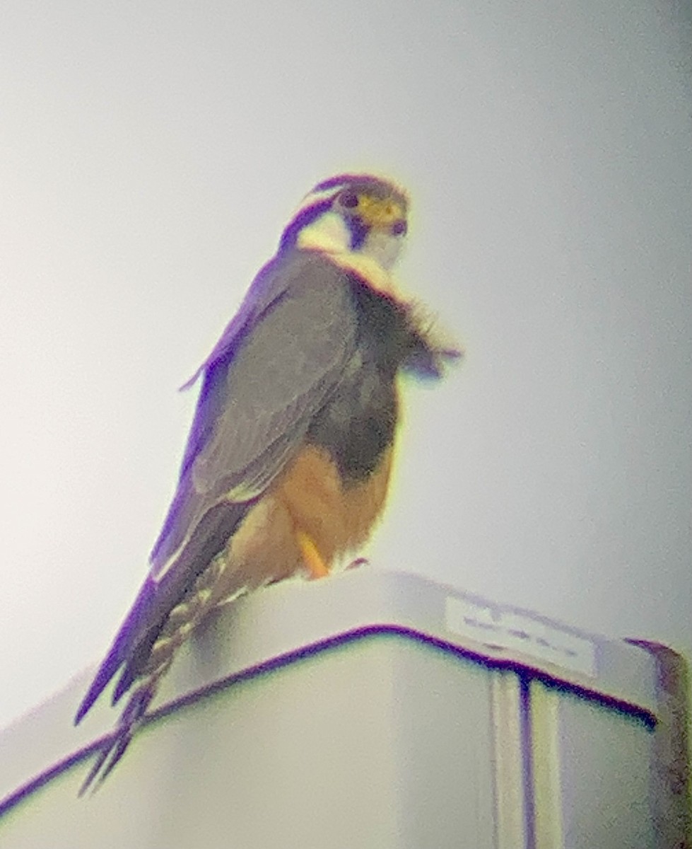 Aplomado Falcon - ML618769658