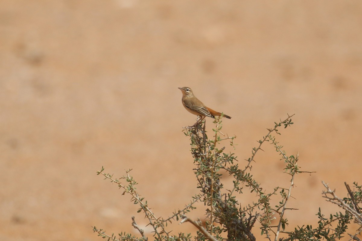 Rufous-tailed Scrub-Robin - ML618769660