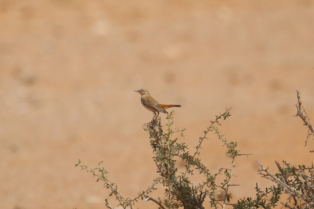 Rufous-tailed Scrub-Robin - Oscar Campbell