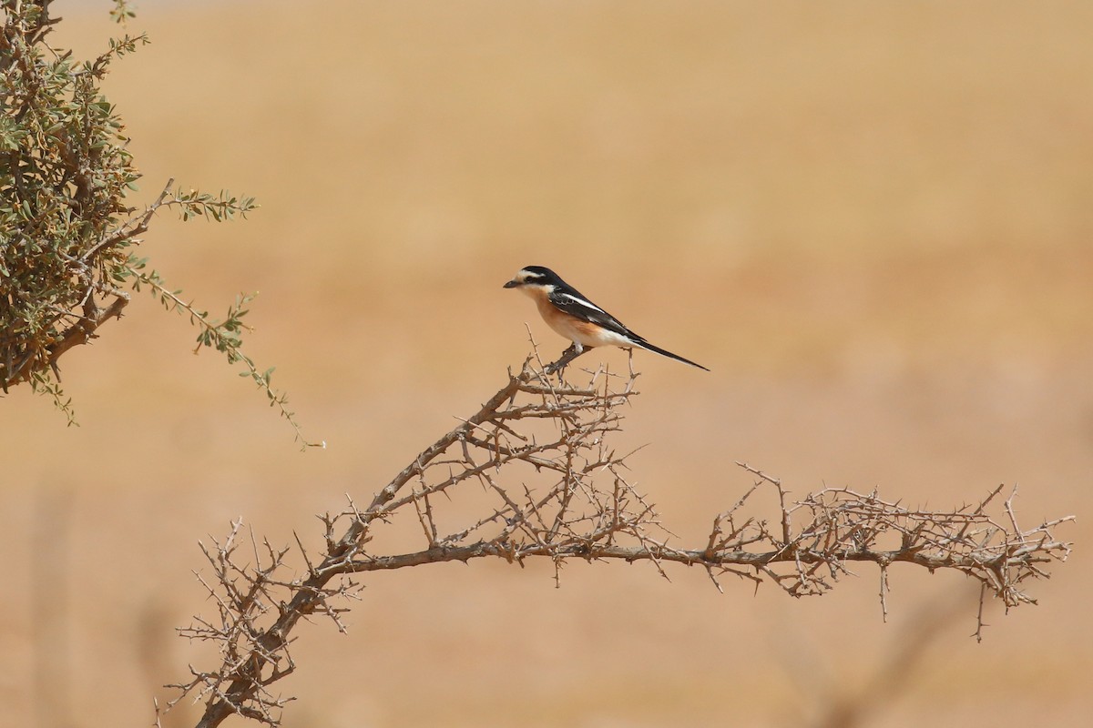 Masked Shrike - ML618769669