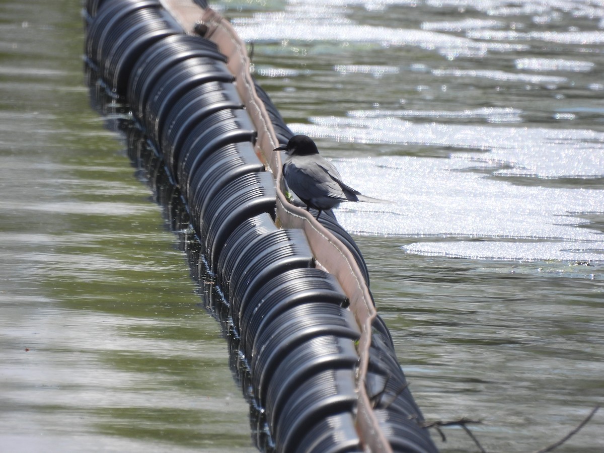 Black Tern - ML618769671