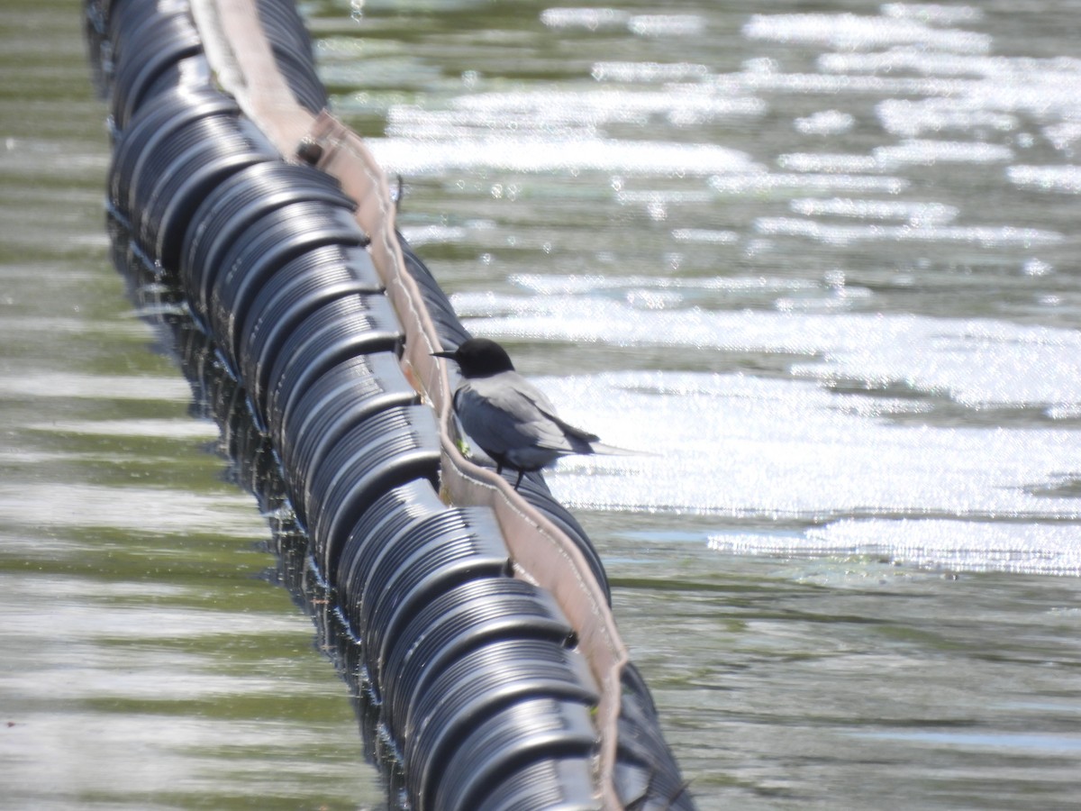 Black Tern - ML618769674