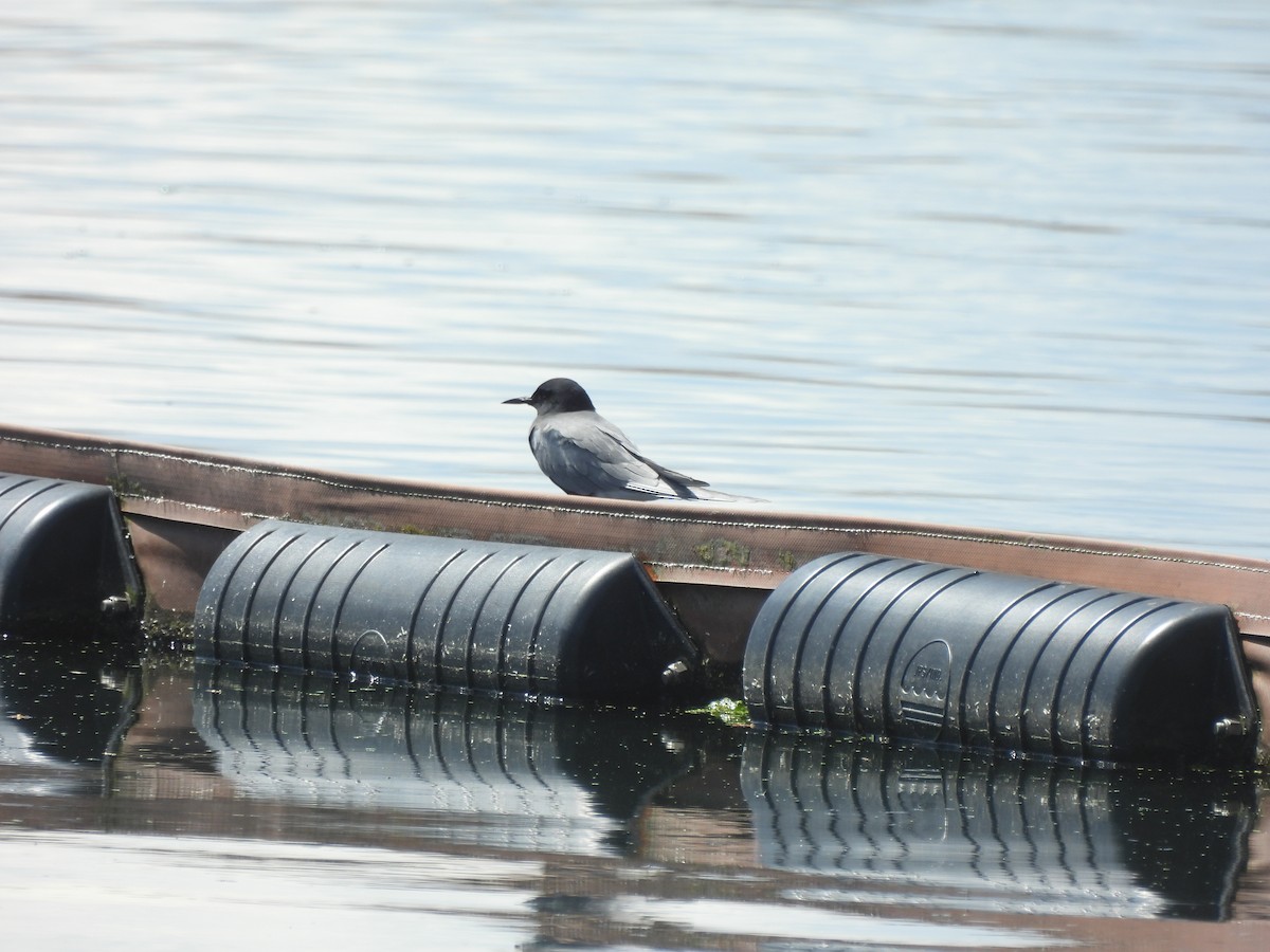 Black Tern - ML618769683