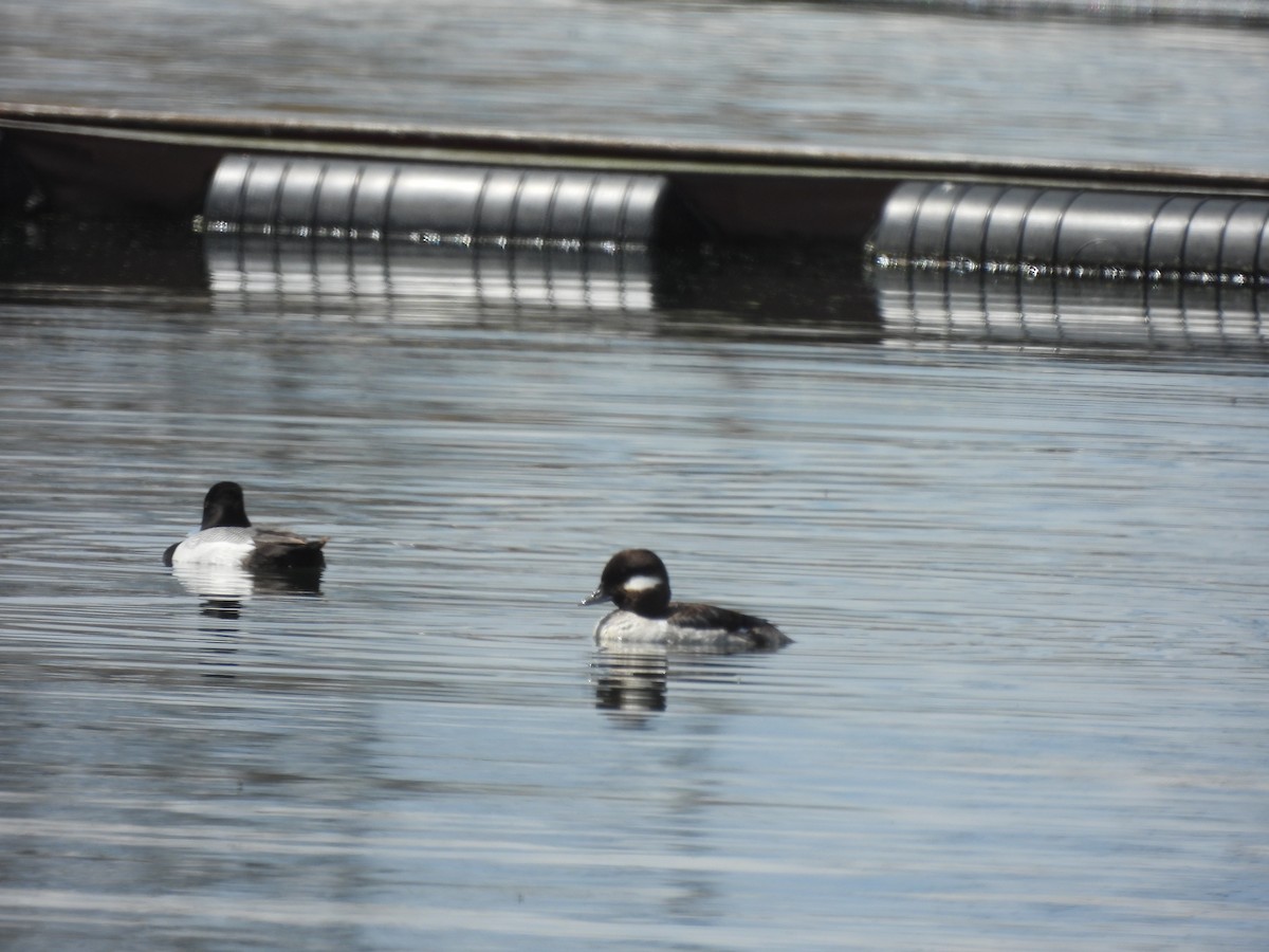 Bufflehead - ML618769707