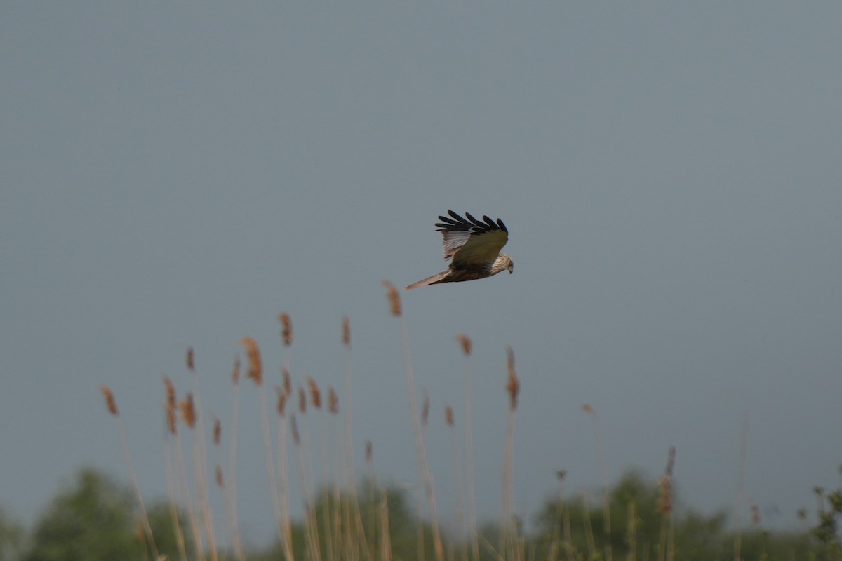 Western Marsh Harrier - Krzysztof Kasprzyk