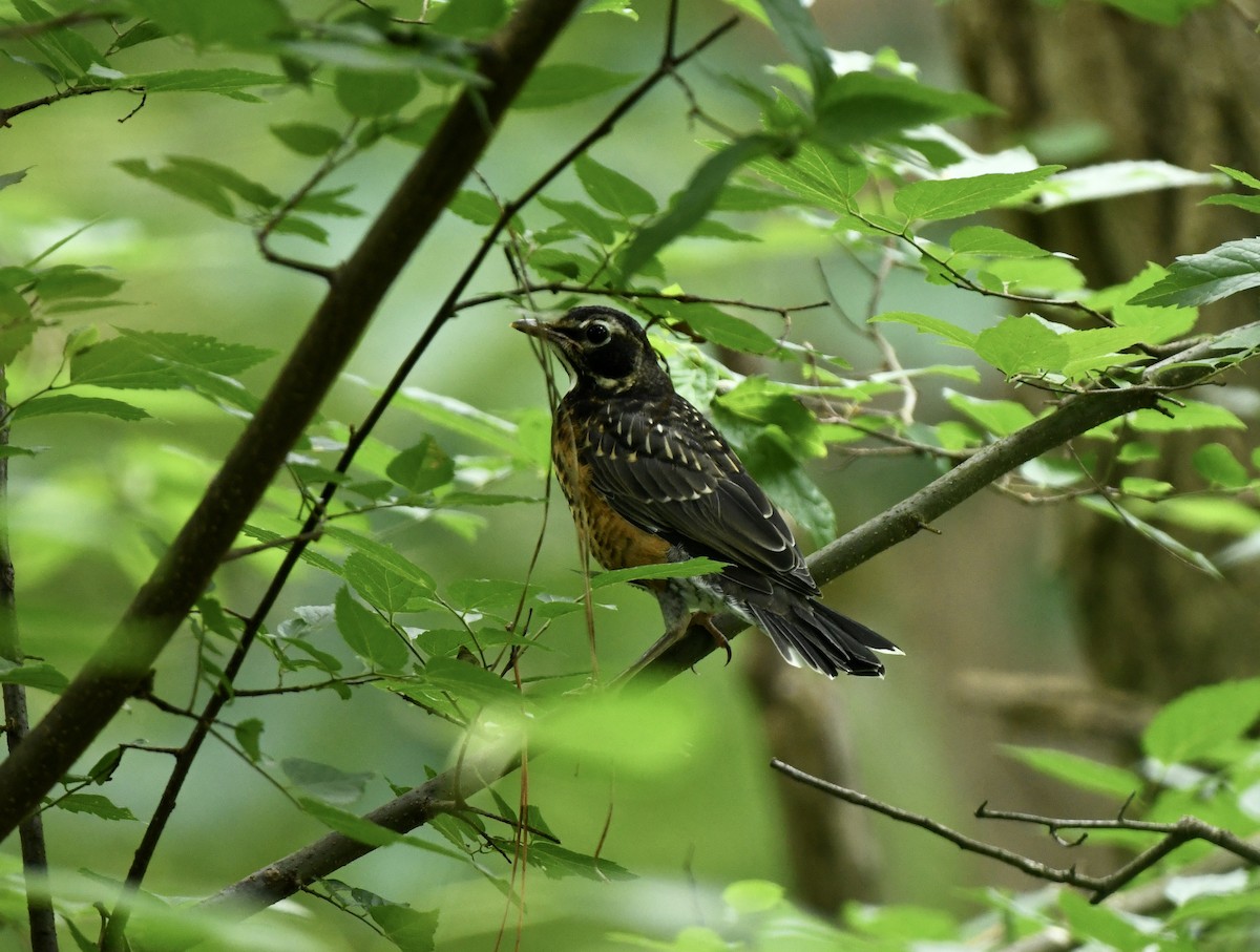 American Robin - ML618769730